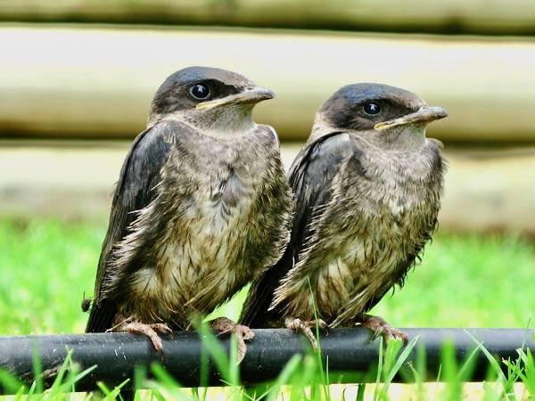 Fly Purple Martin Fledglings! by OakleyOriginals is licensed under CC BY 2.0